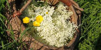 Hollundersirup Rezept