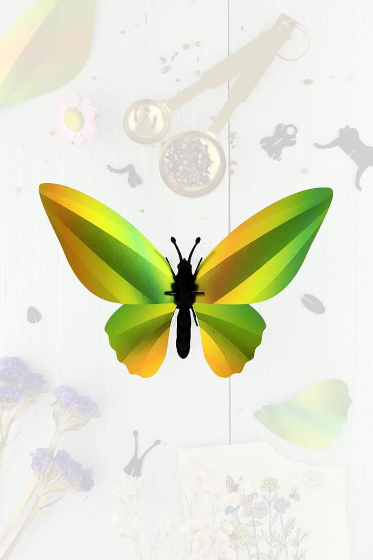 3D-Bastelset DIY-Set DIY - Bastel - Set - Birdwing Schmetterling - grün bei Nauli and Stories