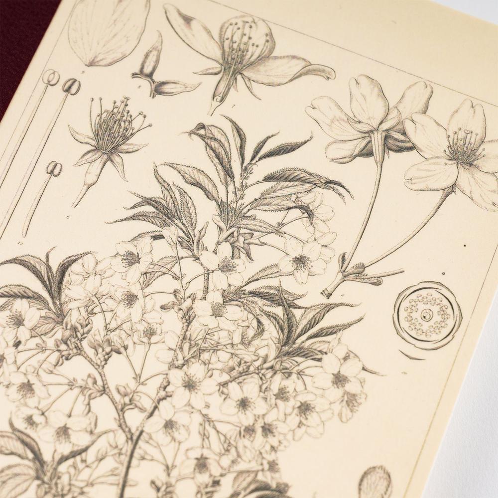 Hobonichi Notizbuch A5 Tomitaro Makino: Hobonichi Graph Notebook (A5) - Yamazakura - 2027 bei Nauli and Stories