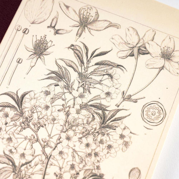 Hobonichi Notizbuch DIN A6 Tomitaro Makino: Hobonichi Graph Notebook (A6) - Yamazakura - 2027 bei Nauli and Stories